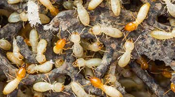 active termite inspection 1