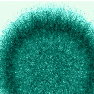 mold testing service